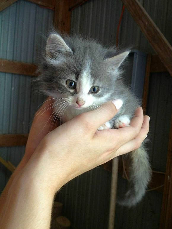 Châtelaine a rejoint le concours — aidez-le/la à gagner de superbes lots ! box, carnivore, cat, claw, comfort, domestic_short_haired_cat, ear, eye, felidae, fur, gesture, hand, iris, nail, paw, small_to_medium_sized_cats, snout, tail, whiskers, wood