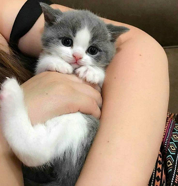 Châtelaine a rejoint le concours — aidez-le/la à gagner de superbes lots ! carnivore, cat, cat_bed, claw, comfort, domestic_short_haired_cat, felidae, fur, gesture, hug, lap, nail, nap, paw, sitting, sleep, small_to_medium_sized_cats, tail, thigh, whiskers