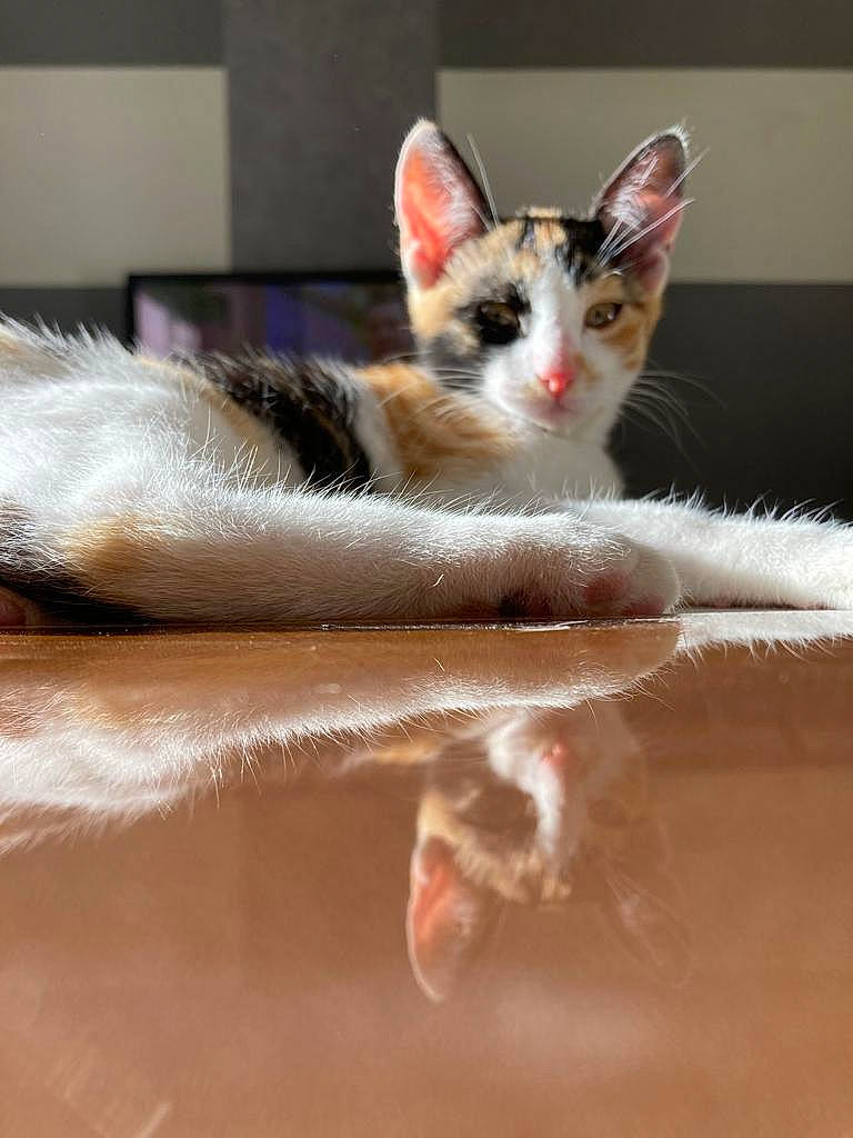 Pupuce participe au concours pour gagner de l'argent avec cette photo : ball, box, carnivore, cat, claw, domestic_short_haired_cat, eye, fawn, felidae, fur, hardwood, human_leg, paw, small_to_medium_sized_cats, snout, tail, tree, whiskers, window, wood