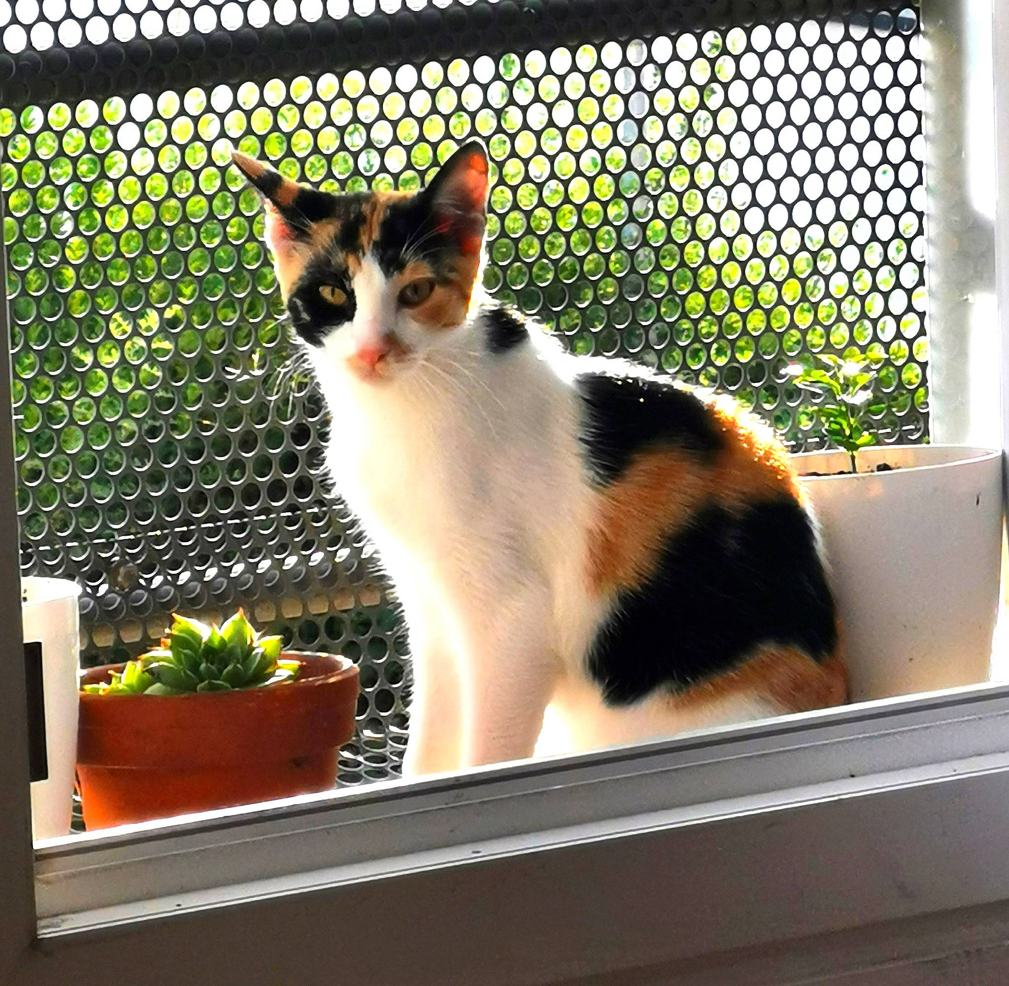 Pupuce a rejoint le concours — aidez-le/la à gagner de superbes lots ! carnivore, cat, domestic_short_haired_cat, felidae, fence, flowerpot, fur, houseplant, mesh, pet_supply, plant, rectangle, shade, small_to_medium_sized_cats, snout, tail, tints_and_shades, whiskers, window, windshield