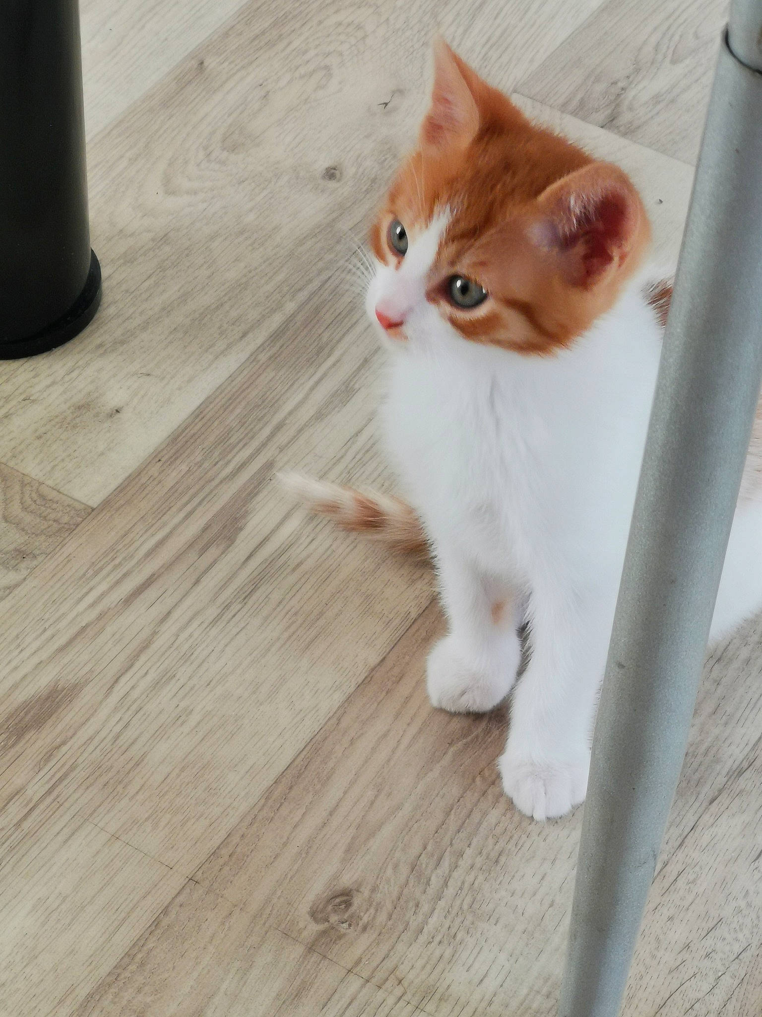 Eclair participe au concours pour gagner de l'argent avec cette photo : aegean_cat, carnivore, cat, domestic_short_haired_cat, european_shorthair, eye, fawn, felidae, floor, flooring, fur, hardwood, kitten, laminate_flooring, polydactyl_cat, small_to_medium_sized_cats, tail, turkish_van, whiskers, wood