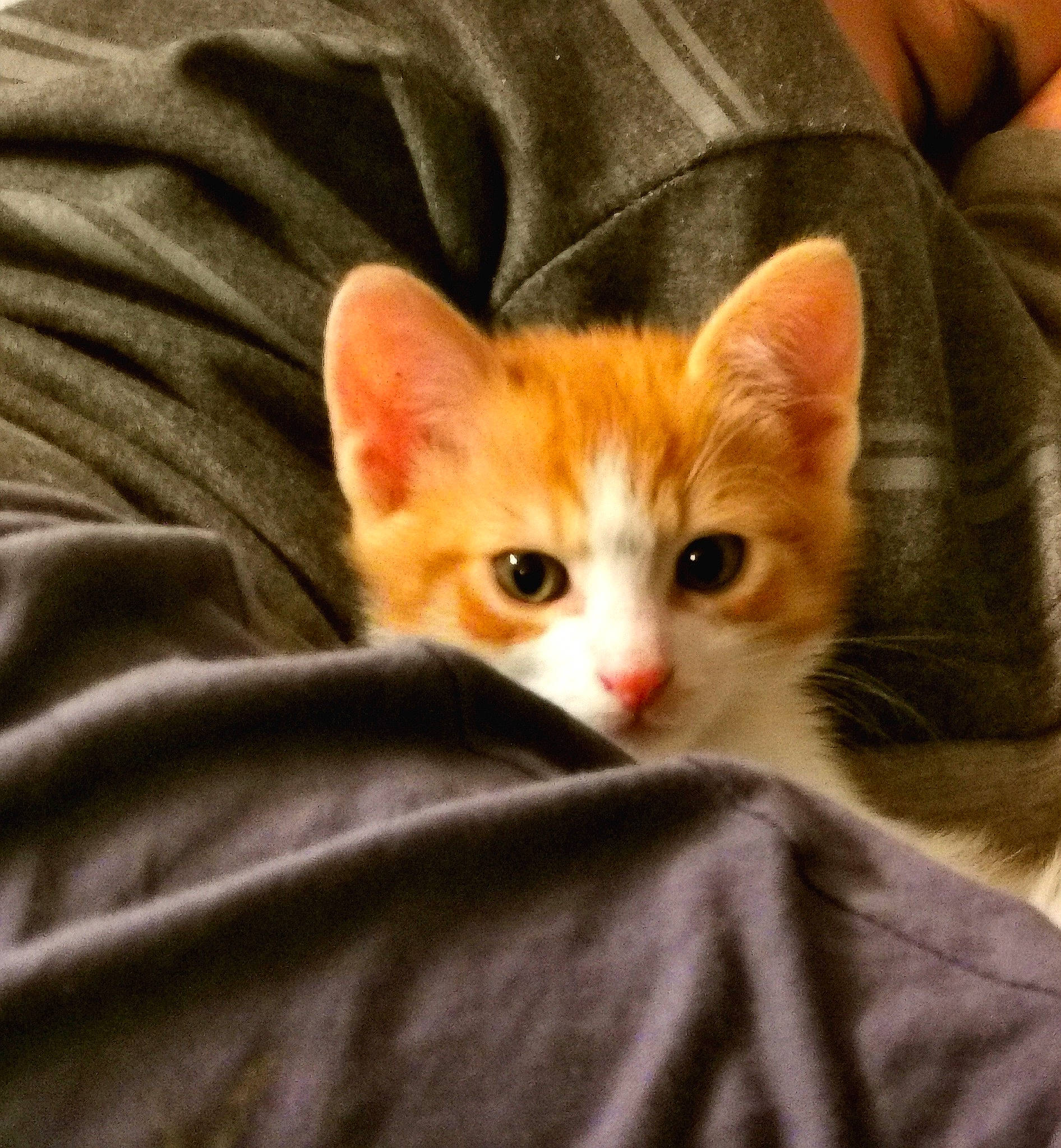 Eclair a rejoint le concours — aidez-le/la à gagner de superbes lots ! aegean_cat, american_wirehair, arabian_mau, asian, carnivore, cat, domestic_short_haired_cat, european_shorthair, fawn, felidae, fur, kitten, mammal, ojos_azules, small_to_medium_sized_cats, snout, tabby_cat, turkish_van, whiskers