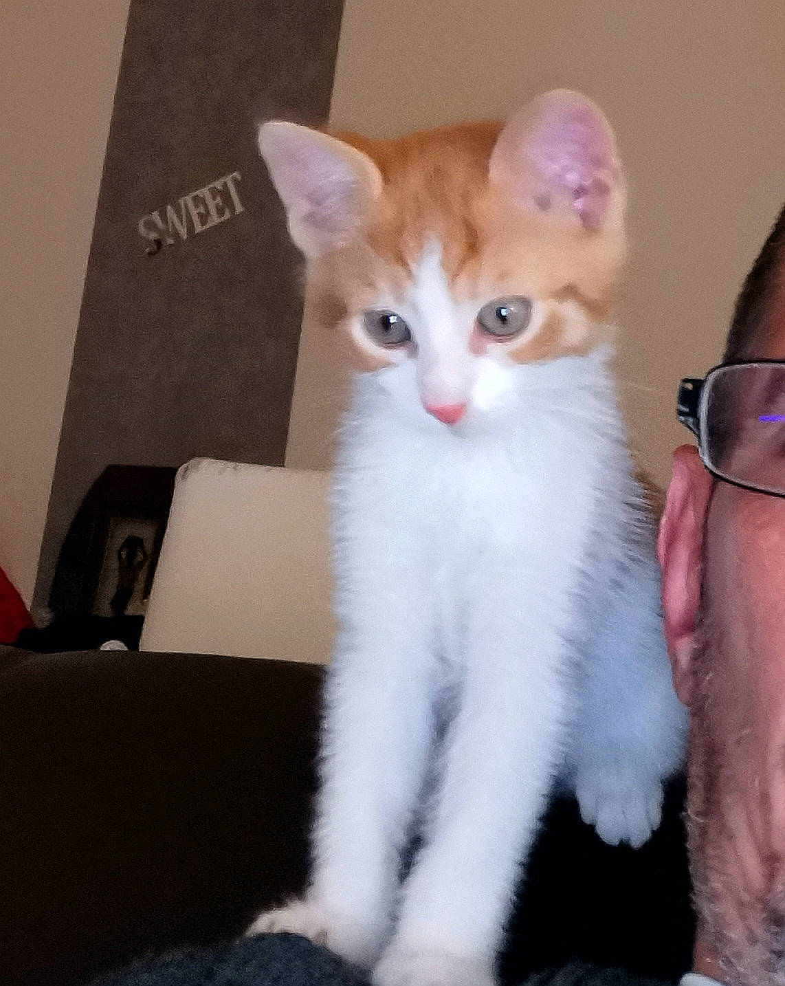 Eclair a rejoint le concours — aidez-le/la à gagner de superbes lots ! aegean_cat, american_curl, american_wirehair, asian, carnivore, cat, domestic_short_haired_cat, fawn, felidae, german_rex, javanese, kitten, mammal, ojos_azules, polydactyl_cat, small_to_medium_sized_cats, turkish_angora, turkish_van, vertebrate, whiskers