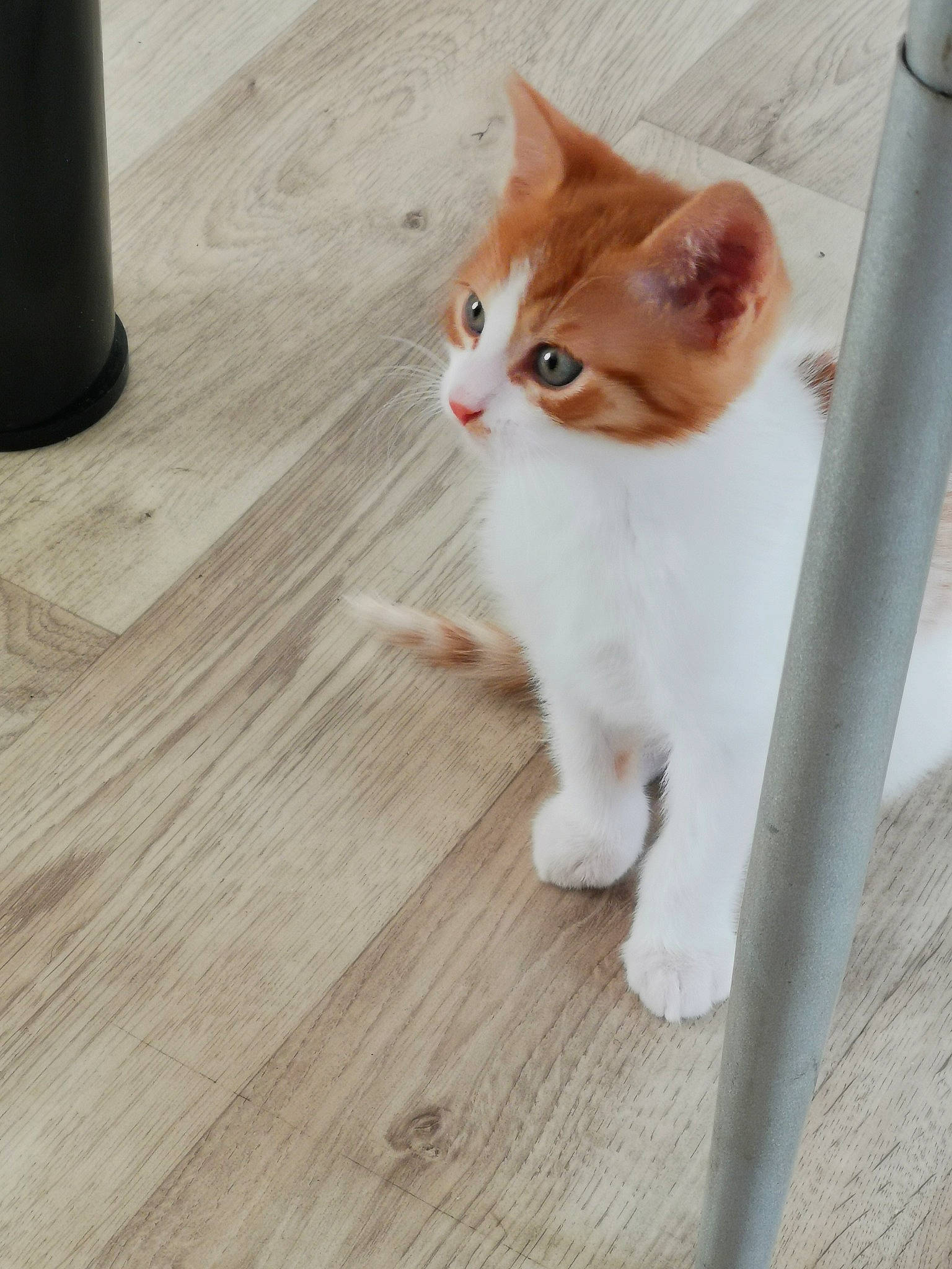 Eclair participe au concours pour gagner de l'argent avec cette photo : aegean_cat, carnivore, cat, domestic_short_haired_cat, european_shorthair, fawn, felidae, floor, flooring, fur, hardwood, kitten, laminate_flooring, mammal, polydactyl_cat, small_to_medium_sized_cats, tail, whiskers, wood, wood_flooring