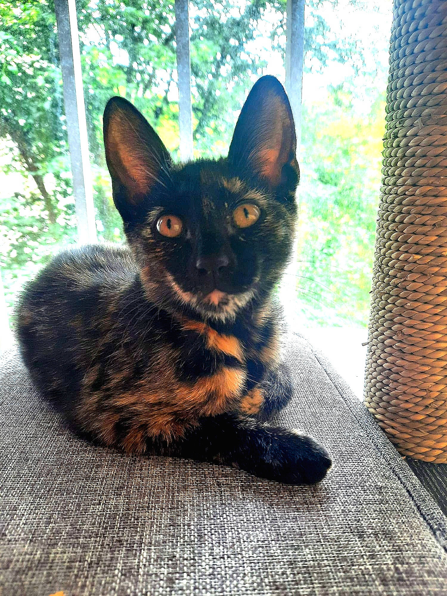 Tigresse a rejoint le concours — aidez-le/la à gagner de superbes lots ! black_cat, carnivore, cat, domestic_short_haired_cat, felidae, fur, grass, shade, sitting, small_to_medium_sized_cats, snout, tail, terrestrial_animal, tints_and_shades, tree, trunk, whiskers, wildlife, window, wood