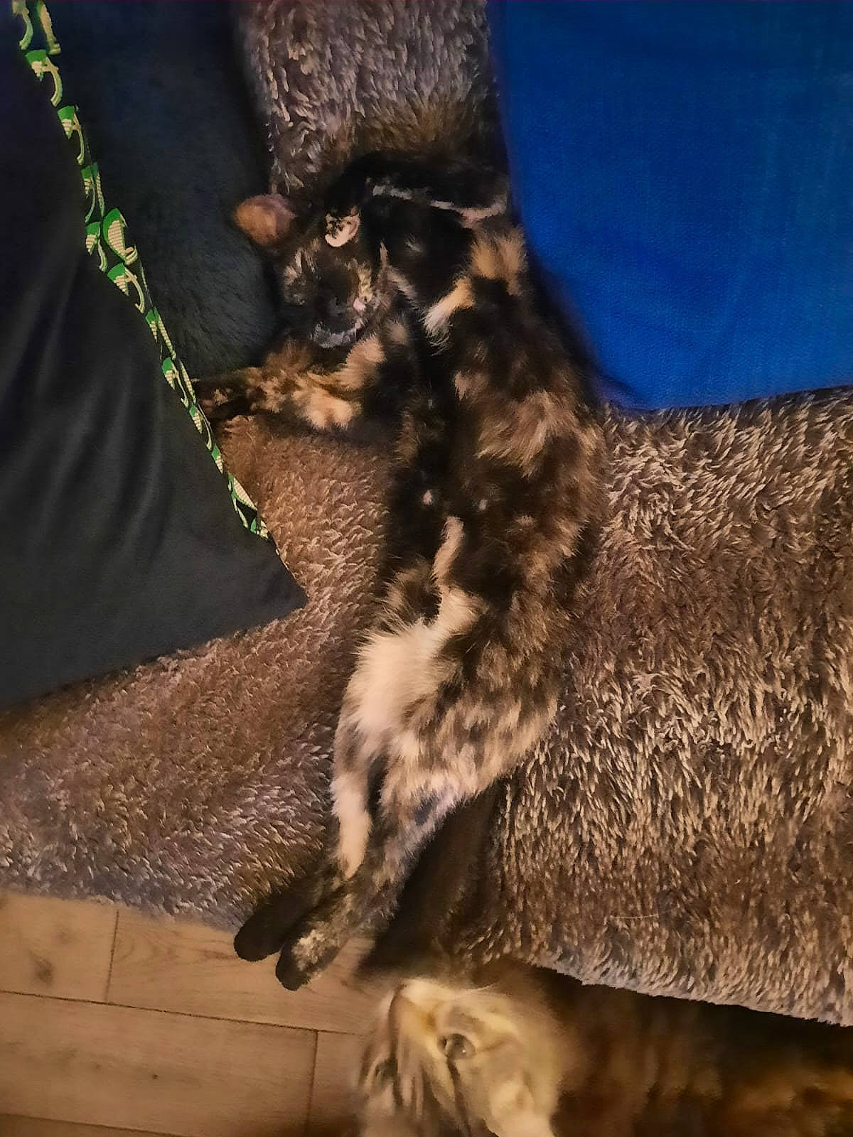 Tigresse participe au concours pour gagner de l'argent avec cette photo : carnivore, cat, claw, cloud, comfort, domestic_short_haired_cat, fawn, felidae, foot, fur, grey, human_leg, paw, small_to_medium_sized_cats, snout, tail, terrestrial_animal, thigh, whiskers, wood