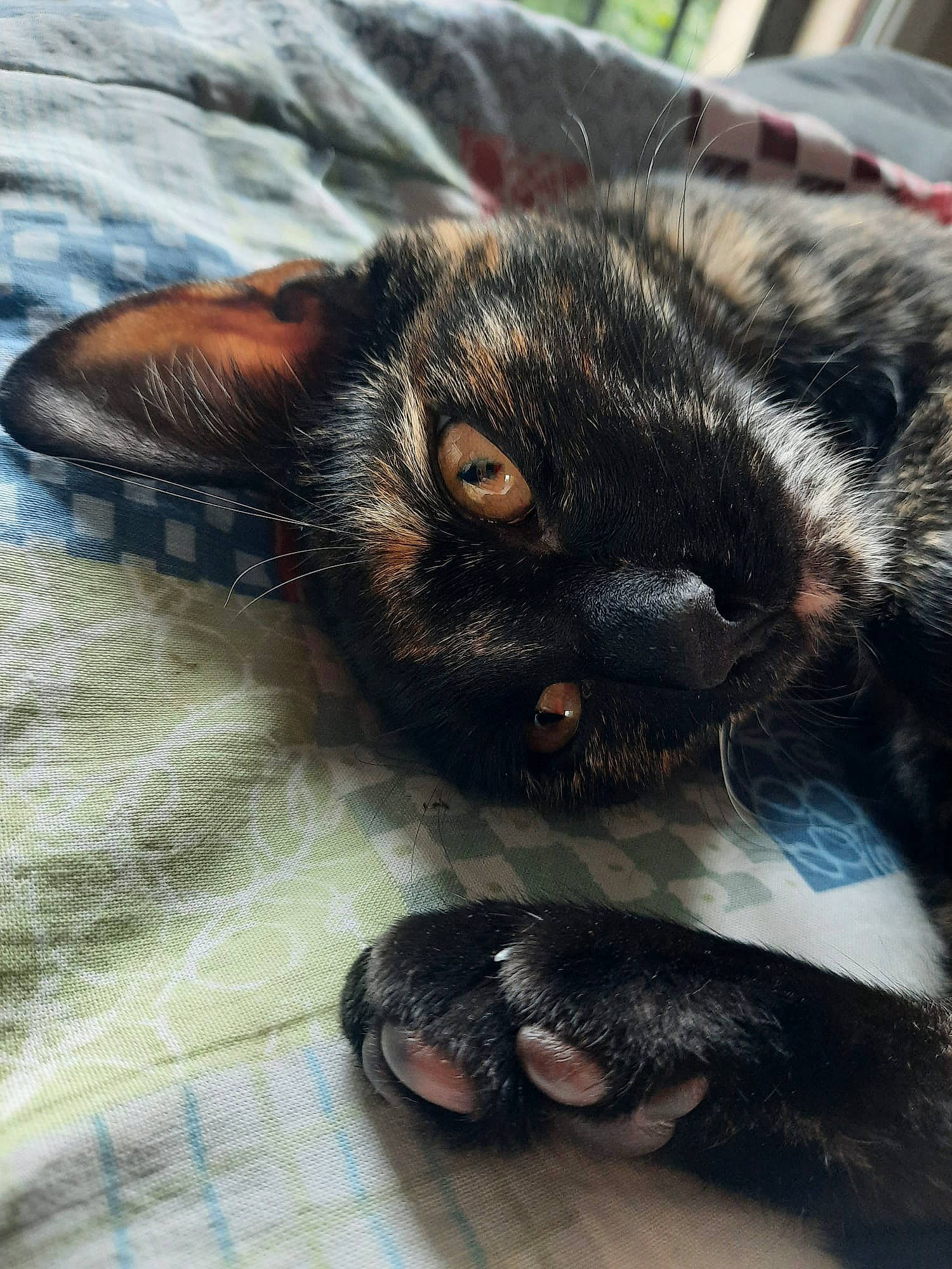 Tigresse participe au concours pour gagner de l'argent avec cette photo : carnivore, cat, claw, close_up, comfort, dog_breed, domestic_short_haired_cat, eye, felidae, foot, fur, head, leg, nap, paw, sleep, small_to_medium_sized_cats, snout, terrestrial_animal, whiskers