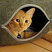 Prince joined the competition — help win amazing prizes! animal, cat, close_up, collar, curious, cushion, ears, fabric, feline, floor, funny, green_eyes, indoors, orange_tabby, pet, portrait, tag, texture, torn_material, whiskers