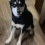 Baxter is registered to the contest to win money with this photo: dog, husky, blue_eyes, black_and_white, sitting, wooden_floor, indoor, pet, canine, fur, ears, animal, companion, alert, looking, cute, domestic, portrait, flooring, house