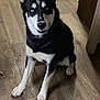 dog, husky, blue_eyes, black_and_white, sitting, wooden_floor, indoor, pet, canine, fur, ears, animal, companion, alert, looking, cute, domestic, portrait, flooring, house
