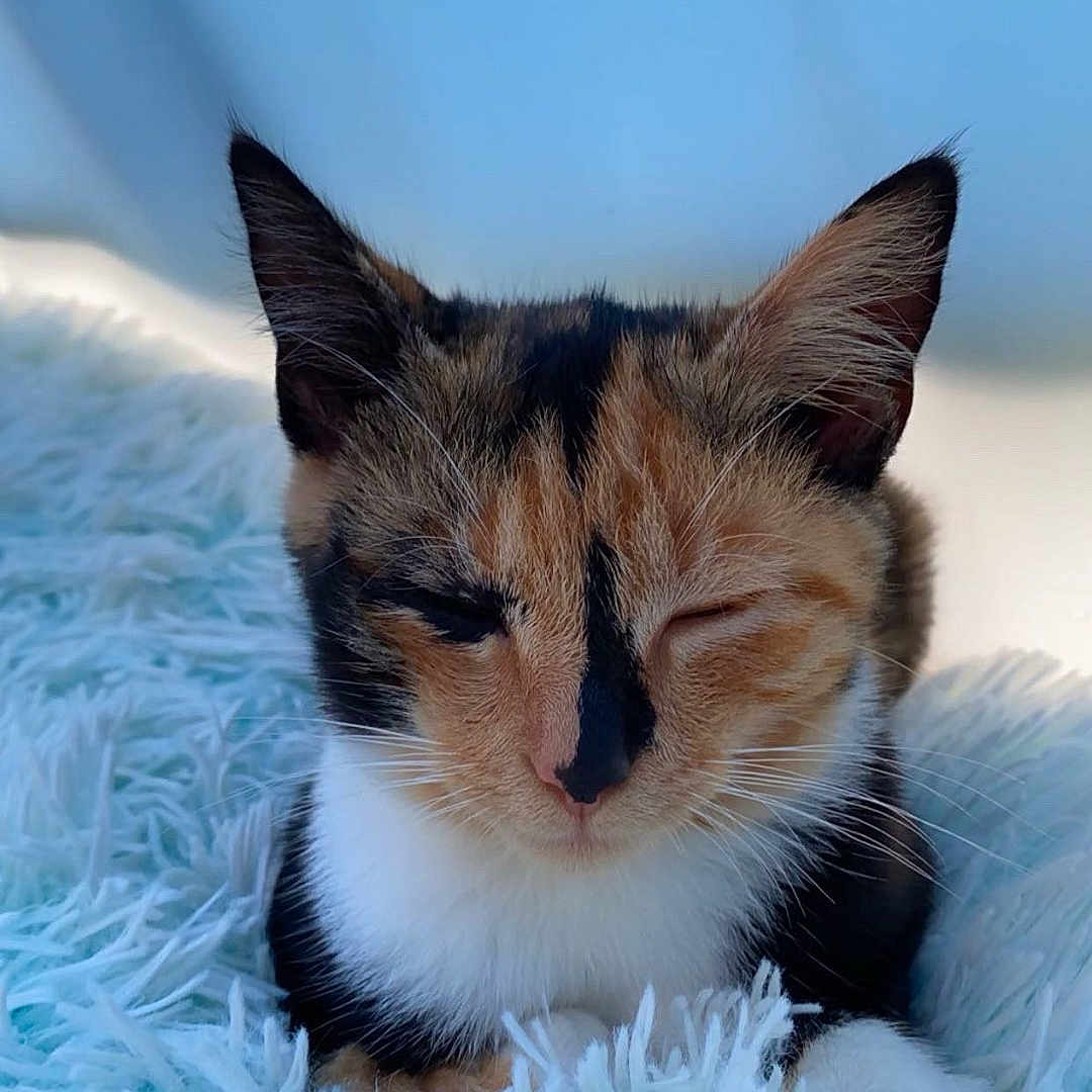 Skelly is registered to the contest to win money with this photo: animal, calico, cat, close_up, cozy, cute, domestic_cat, ears, feline, fluffy_rug, fur, indoor, pet, pink_nose, relaxed, resting, sleepy, small_pet, soft_light, whiskers