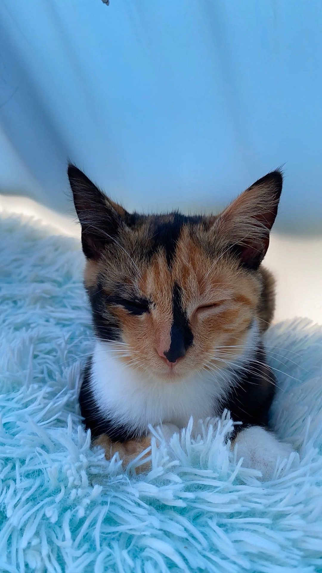 Skelly is registered to the contest to win money with this photo: cat, calico, sleepy, fluffy_rug, indoor, pet, feline, close_up, whiskers, soft_light, cozy, resting, cute, animal, fur, domestic_cat, relaxed, small_pet, pink_nose, ears