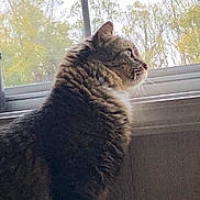 Tom joined the competition — help win amazing prizes! animal, cat, contemplative, daylight, domestic, feline, fur, house, indoor, looking_out, mammal, nature_outside, pet, profile, quiet, side_view, tabby, trees, whiskers, window