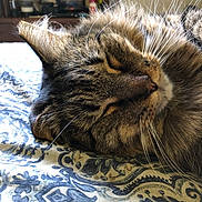 Tom joined the competition — help win amazing prizes! cat, tabby_cat, sleeping, whiskers, close_up, bed, blanket, patterned_blanket, indoor, fur, pet, relaxation, cozy, rest, animal, domestic_cat, cute, mammal, feline, peaceful