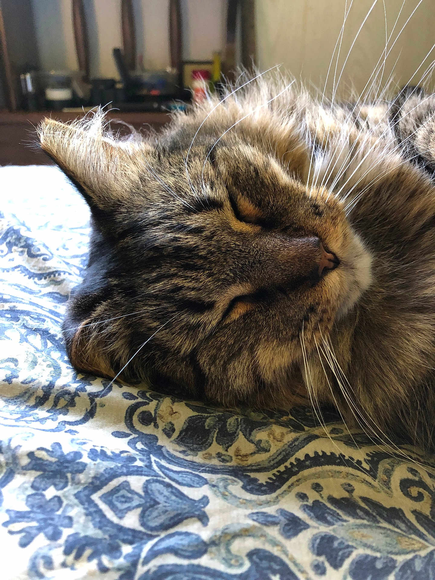 Tom joined the competition — help win amazing prizes! cat, tabby_cat, sleeping, whiskers, close_up, bed, blanket, patterned_blanket, indoor, fur, pet, relaxation, cozy, rest, animal, domestic_cat, cute, mammal, feline, peaceful
