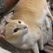 Loosey is registered to the contest to win money with this photo: cat, feline, pet, cream_colored, white_fur, lying_down, cushion, patterned_fabric, indoor, closeup, animal, whiskers, ears, nose, paw, relaxed, curious, resting, domestic, companion