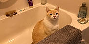 Loosey is registered to the contest to win money with this photo: animal, bathroom, bathtub, brush, calm, candle_holder, cat, cleaning_supplies, conditioner, domestic, fur, grooming, indoor, orange_cat, pet, quiet, sitting, still_life, towel, white_cat