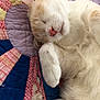 cat, sleeping, cute, pet, feline, fur, whiskers, paw, quilt, textile, pattern, colorful, resting, cozy, closeup, relaxation, indoor, soft, animal, cute_pet