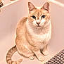 Loosey is registered to the contest to win money with this photo: cat, bathtub, pet, animal, fur, cream_color, indoor, bathroom, mat, curious, sitting, looking, whiskers, tail, ears, paws, domestic_cat, feline, close_up, quiet