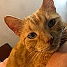 Morris is registered to the contest to win money with this photo: cat, orange_cat, close_up, pet, feline, whiskers, ears, eyes, fur, ginger, tabby, animal, portrait, indoor, home, cuddling, human_arm, warm_lighting, curious, face