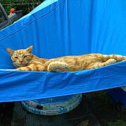 Morris joined the competition — help win amazing prizes! cat, orange_tabby, hammock, outdoor, relaxed, resting, blue, fabric, pet, animal, summer, backyard, cooler, car_mirror, grass, daylight, leisure, feline, lazy, nature
