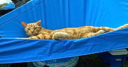 Morris joined the competition — help win amazing prizes! animal, backyard, blue, car_mirror, cat, cooler, daylight, fabric, feline, grass, hammock, lazy, leisure, nature, orange_tabby, outdoor, pet, relaxed, resting, summer