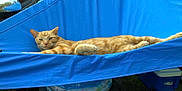 Morris is registered to the contest to win money with this photo: cat, orange_tabby, hammock, blue_hammock, outdoor, relaxed, pet, animal, grass, cooler, car_side_mirror, backyard, summer, resting, lazy, fur, domestic_cat, daytime, leisure, nature