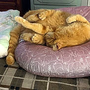 Morris is registered to the contest to win money with this photo: cats, ginger_cats, felines, sleeping, lying_down, playing, cuddling, fluffy, fur, paws, tails, whiskers, pet, animal, cushion, bedroom, indoors, furniture, blanket, carpet