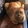 Morris joined the competition — help win amazing prizes! cat, orange_cat, ginger_cat, feline, pet, animal, fur, whiskers, ears, green_eyes, sitting, loaf_position, indoor, wooden_floor, sunlight, portrait, close_up, serious_expression, cat_carrier, home