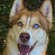 Sundance is registered to the contest to win money with this photo: animal, blue_eyes, canine, close_up, dog, ears, friendly, fur, grass, happy, husky, leaf, mammal, nature, nose, outdoor, pet, portrait, smiling, tongue