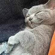 Meadow is registered to the contest to win money with this photo: cat, kitten, sleeping, gray_fur, paw, close_up, soft_texture, blanket, cozy, relaxed, cute, pet, animal, feline, whiskers, indoor, resting, fur, nap, comfort