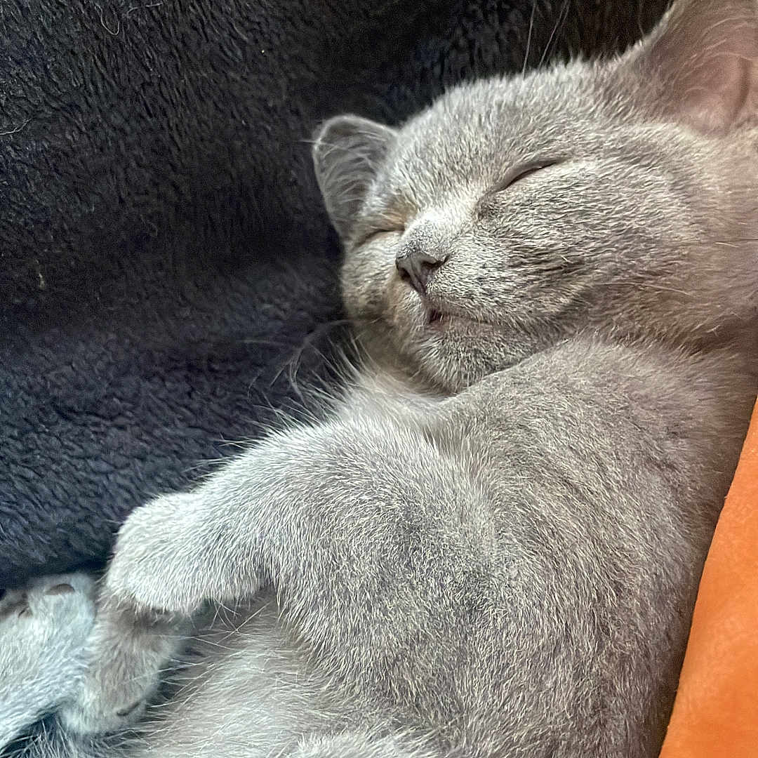 Meadow is registered to the contest to win money with this photo: cat, kitten, sleeping, gray_fur, paw, close_up, soft_texture, blanket, cozy, relaxed, cute, pet, animal, feline, whiskers, indoor, resting, fur, nap, comfort