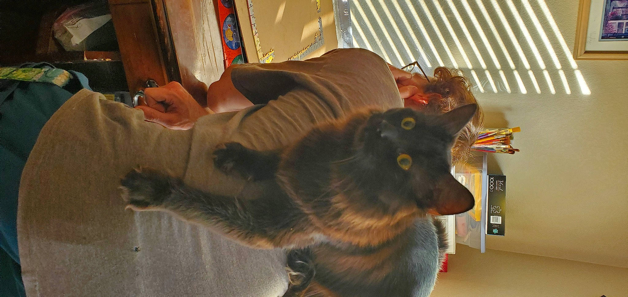 Kuro joined the competition — help win amazing prizes! canidae, carnivore, collar, companion_dog, dog, dog_breed, ear, east_european_shepherd, fawn, felidae, fur, guard_dog, king_shepherd, small_to_medium_sized_cats, snout, sporting_group, tail, whiskers, working_animal, working_dog