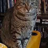 Felix is registered to the contest to win money with this photo: animal, bookshelf, cat, cozy, curious, cute, domestic, dvds, feline, furniture, furry, home, indoor, looking, pet, relaxed, sitting, striped, tabby, yellow_chair