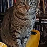 animal, bookshelf, cat, cozy, curious, cute, domestic, dvds, feline, furniture, furry, home, indoor, looking, pet, relaxed, sitting, striped, tabby, yellow_chair