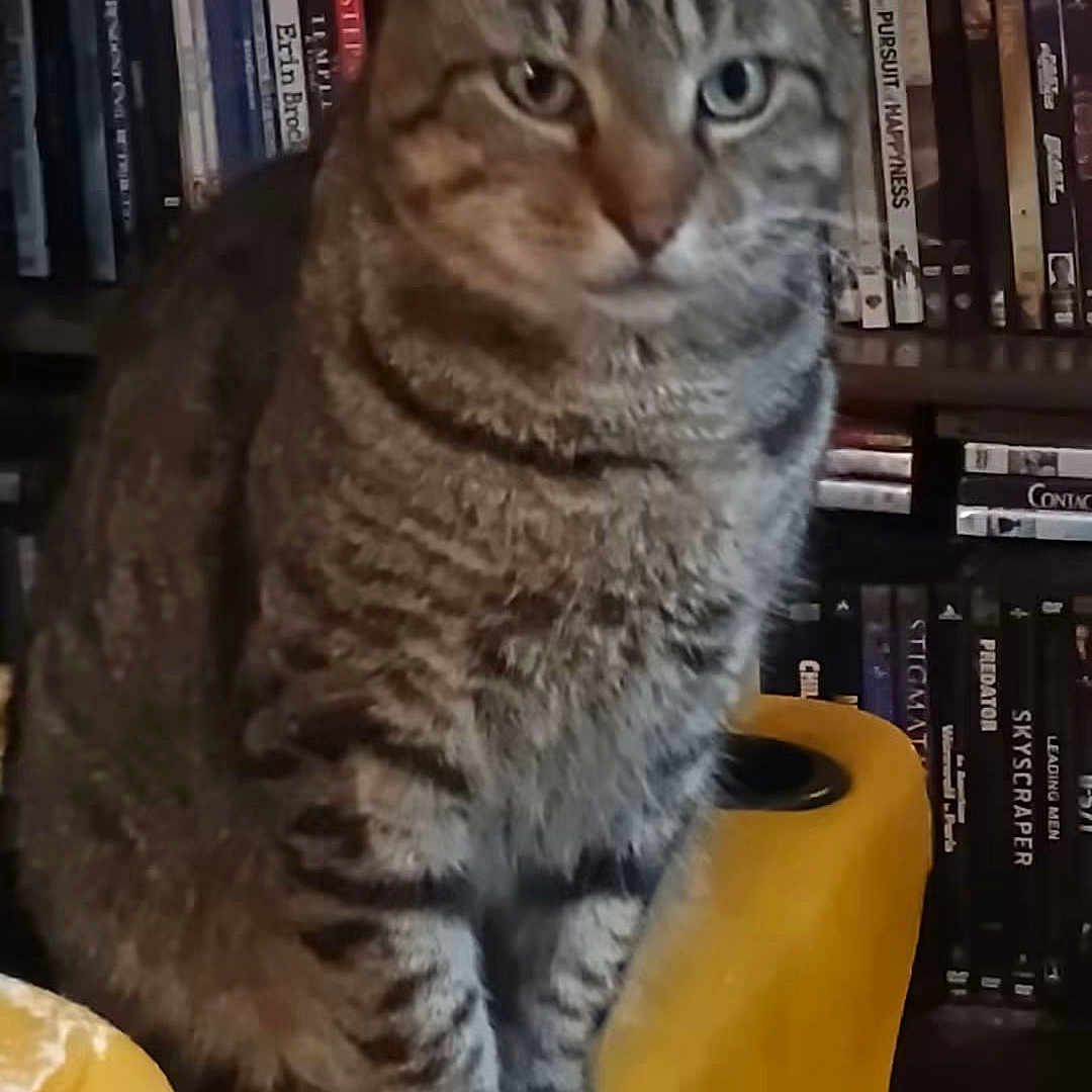 Felix