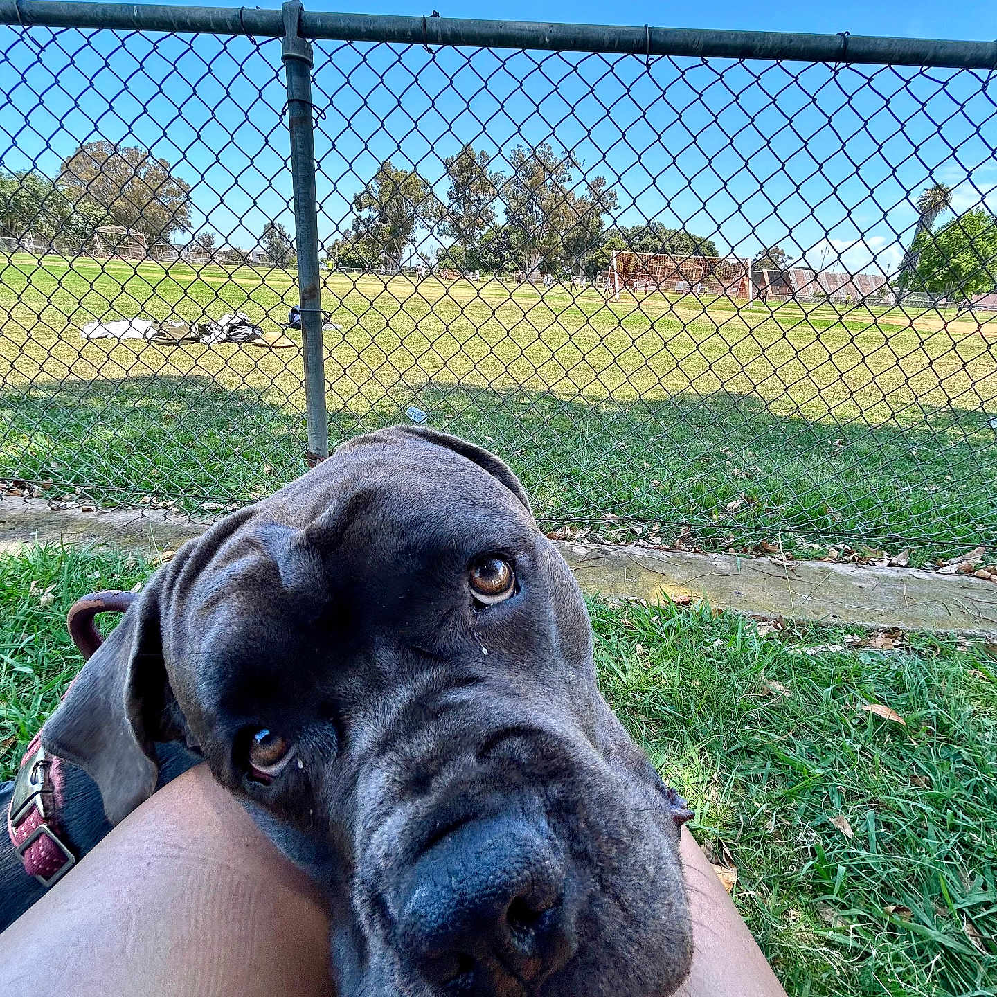 Blu joined the competition — help win amazing prizes! animal, backyard, bulldog, canine, dog, fence, grass, greatdane, lawn, nature, outdoors, park, pet, plant, puppy, racket, sport, tennis, tennisracket, yard