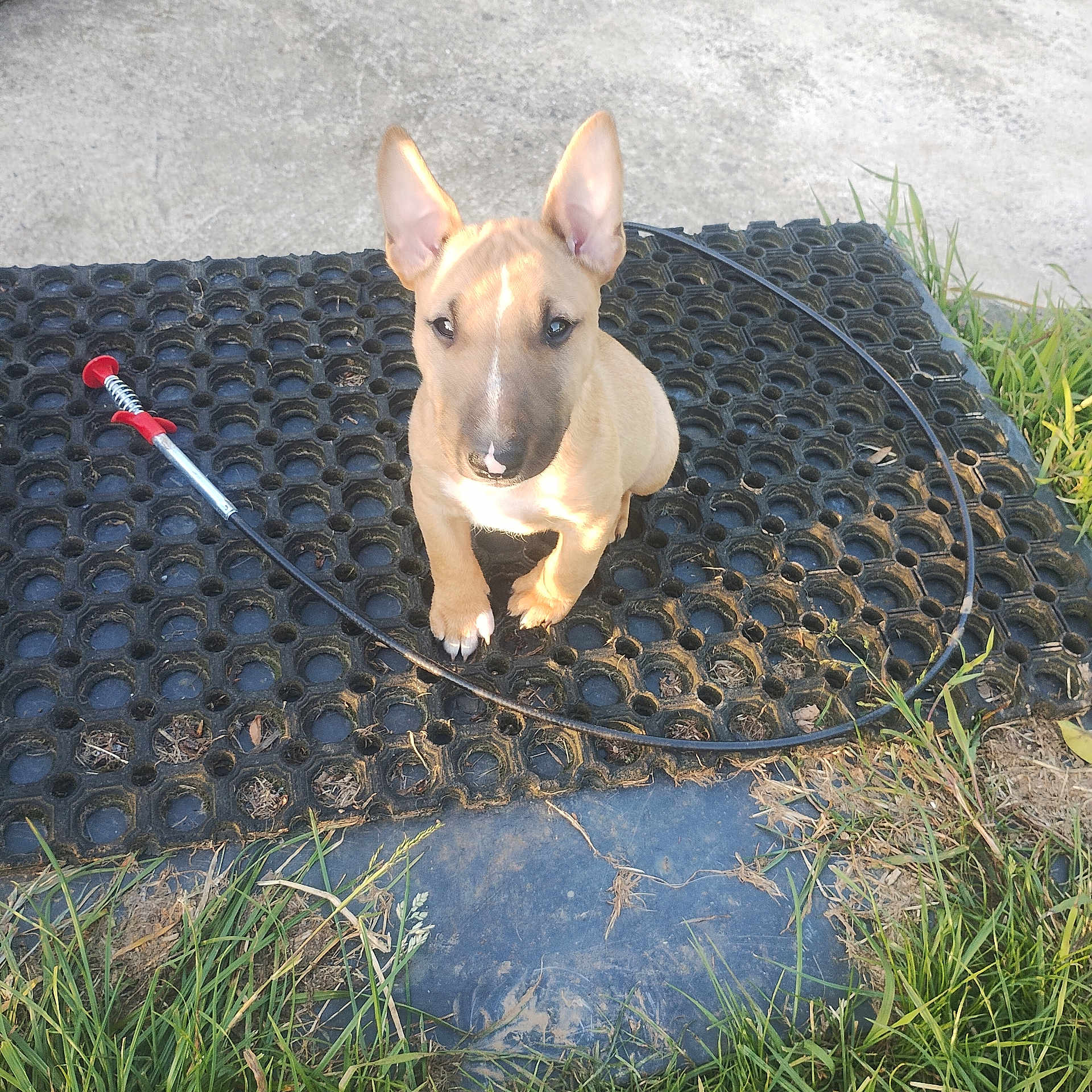 Alf Breizhbubulls participe au concours pour gagner de l'argent avec cette photo : accessories, animal, bulldog, canine, chihuahua, countryside, dog, frenchbulldog, hound, leash, mat, nature, outdoors, path, pet, puppy, sidewalk, slate, soil, strap
