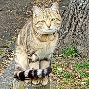Floky participe au concours pour gagner de l'argent avec cette photo : cat, tabby_cat, animal, pet, feline, sitting, outdoor, tree, wooden_post, pavement, grass, fallen_leaves, autumn, striped_fur, whiskers, ears, tail, portrait, nature, street