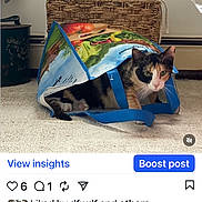 Quinn joined the competition — help win amazing prizes! cat, calico_cat, shopping_bag, carpet, woven_basket, paper_towel, indoor, pet, curious, peeking, household, floor, blue_handles, colorful_bag, domestic_cat, feline, animal, cozy, room, curiosity