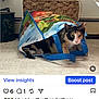 cat, calico_cat, shopping_bag, carpet, woven_basket, paper_towel, indoor, pet, curious, peeking, household, floor, blue_handles, colorful_bag, domestic_cat, feline, animal, cozy, room, curiosity