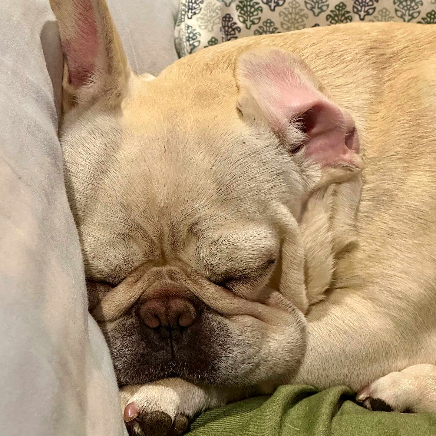 Baby June joined the competition — help win amazing prizes! animal, blanket, canine, close_up, couch, cute, dog, domestic, ears, french_bulldog, fur, indoor, nose, paw, pet, pillow, relaxed, resting, sleeping, wrinkles