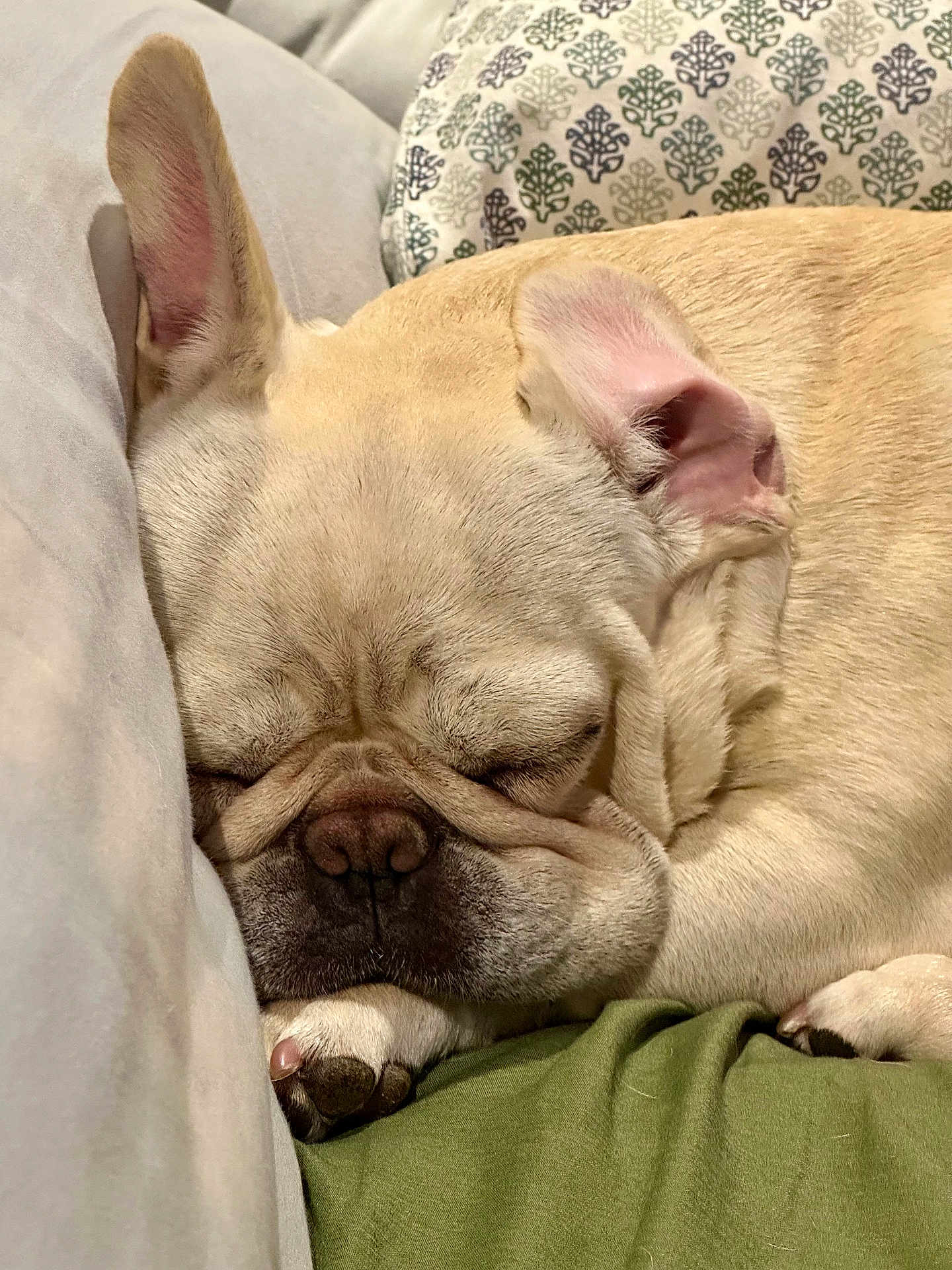 Baby June joined the competition — help win amazing prizes! dog, french_bulldog, sleeping, close_up, ears, wrinkles, paw, nose, indoor, couch, blanket, pillow, cute, pet, fur, resting, canine, relaxed, animal, domestic