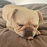 Baby June joined the competition — help win amazing prizes! dog, pug, sleeping, face, paw, blanket, bed, cozy, resting, fur, pet, animal, cute, relaxed, indoors, closeup, wrinkles, snout, ears, nose