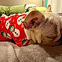 Baby June is registered to the contest to win money with this photo: dog, french_bulldog, sleeping, pajamas, red_sweater, snowman_pattern, bed, blanket, pillows, indoor, cozy, resting, pet, animal, fur, cute, holiday, christmas, relaxing, warm