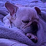 Baby June is registered to the contest to win money with this photo: dog, french_bulldog, sleeping, blanket, cozy, fur, paw, bed, rest, pet, animal, cute, indoors, closeup, snug, soft_texture, relaxation, purple_tint, wrinkles, companion