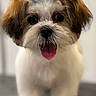 Zoey joined the competition — help win amazing prizes! dog, puppy, small_dog, fluffy, cute, tongue_out, hair_accessory, blue_flowers, pet, animal, indoor, portrait, groomed, happy, close_up, adorable, young_dog, furry, standing, looking_at_camera
