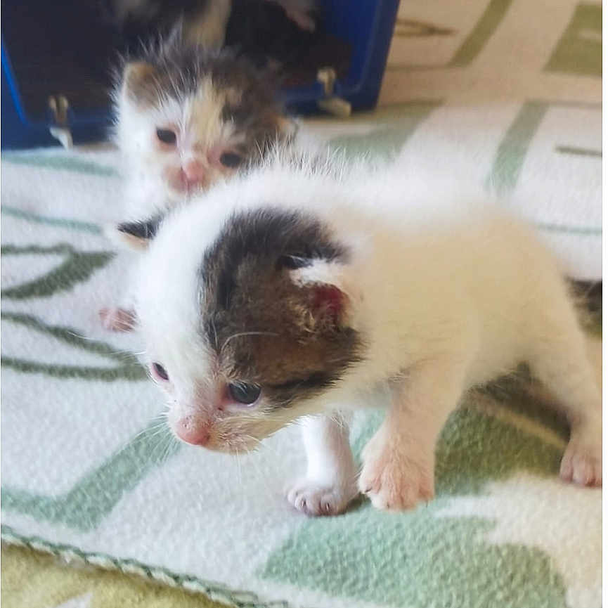 Atomic a rejoint le concours — aidez-le/la à gagner de superbes lots ! animal, baby, blanket, blue_box, cat, curious, cute, domestic, exploring, feline, fur, furry, indoor, kitten, paw, pet, small, soft, whiskers, young