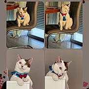 Atomic a rejoint le concours — aidez-le/la à gagner de superbes lots ! animal, blue_harness, brown_spots, cat, chair, collage, curious, curtains, cute, domestic, feline, four_photos, furniture, indoor, pet, playful, portrait, red_bow_tie, white_cat, wooden_floor