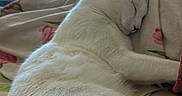 Atomic participe au concours pour gagner de l'argent avec cette photo : animal, bed, blanket, cat, close_up, comfort, cozy, cute, domestic, fluffy, fur, indoor, peaceful, pet, relaxation, resting, sleeping, sunlight, white_fur, window